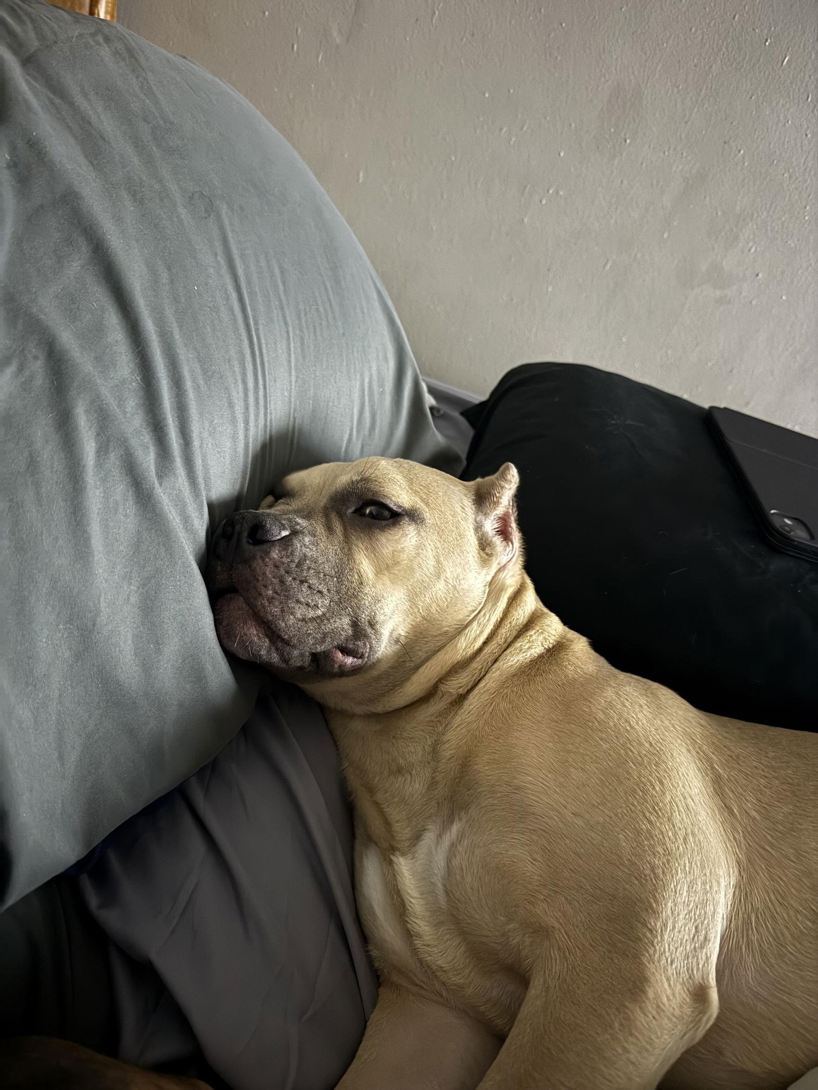 Enlarge Hippo, a Adopted American Staffordshire Terrier in Antioch, TN image 3/3