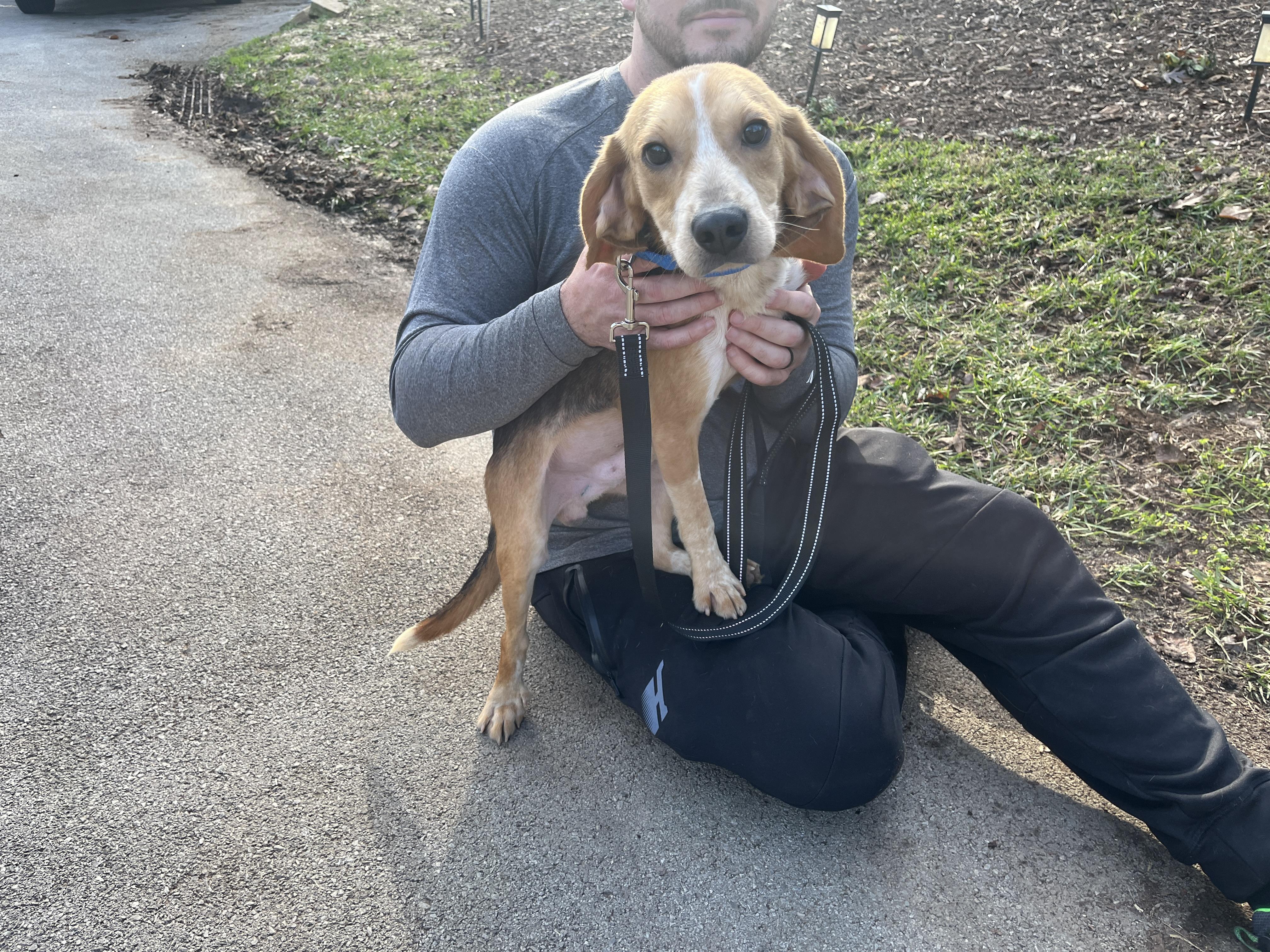 Enlarge Desi, a ADOPTABLE Beagle in Knoxville, TN image 1/2