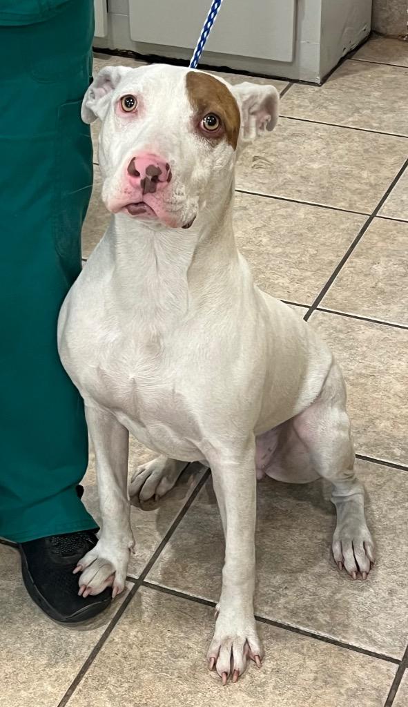 Enlarge Snowflake, a Adoptable Labrador Retriever in Greenwood, MS image 3/3