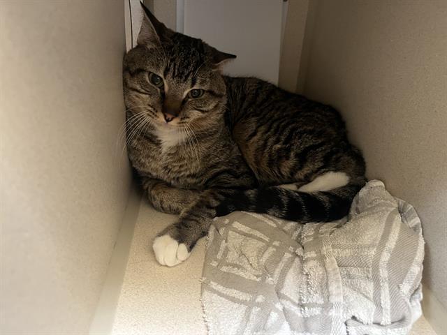 KRODIE, Adoptable, Young Male Domestic Short Hair.