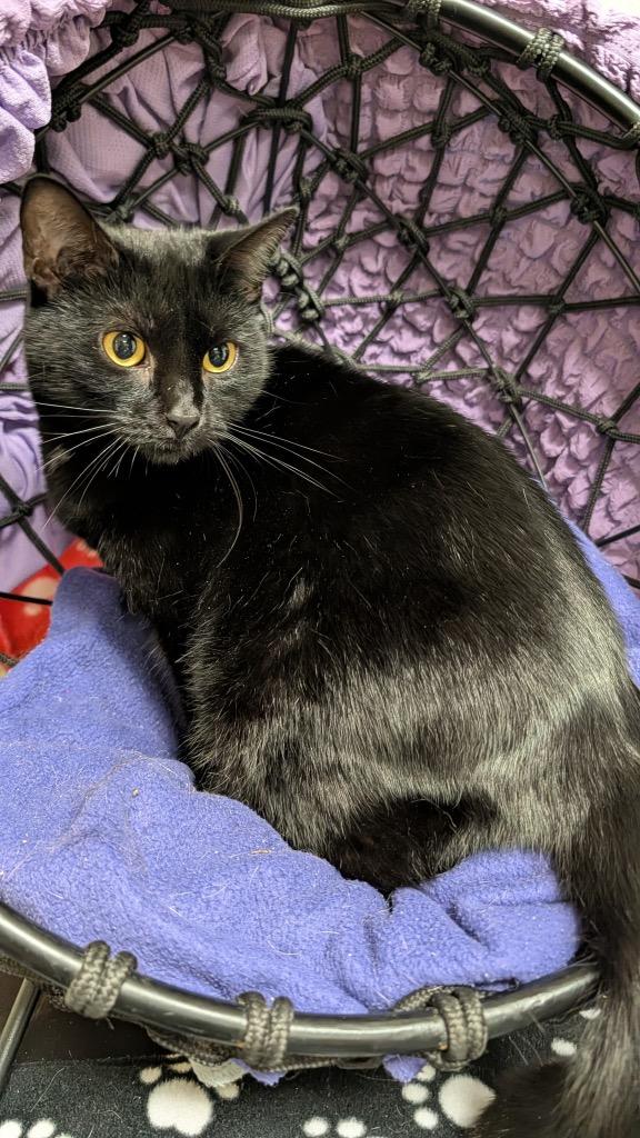 Lillian, Adoptable, Adult Female Domestic Short Hair.