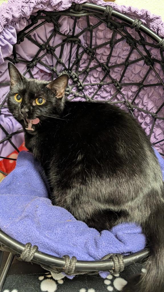 Lillian, a Adoptable mixed breed in Ellijay, GA image 2/2