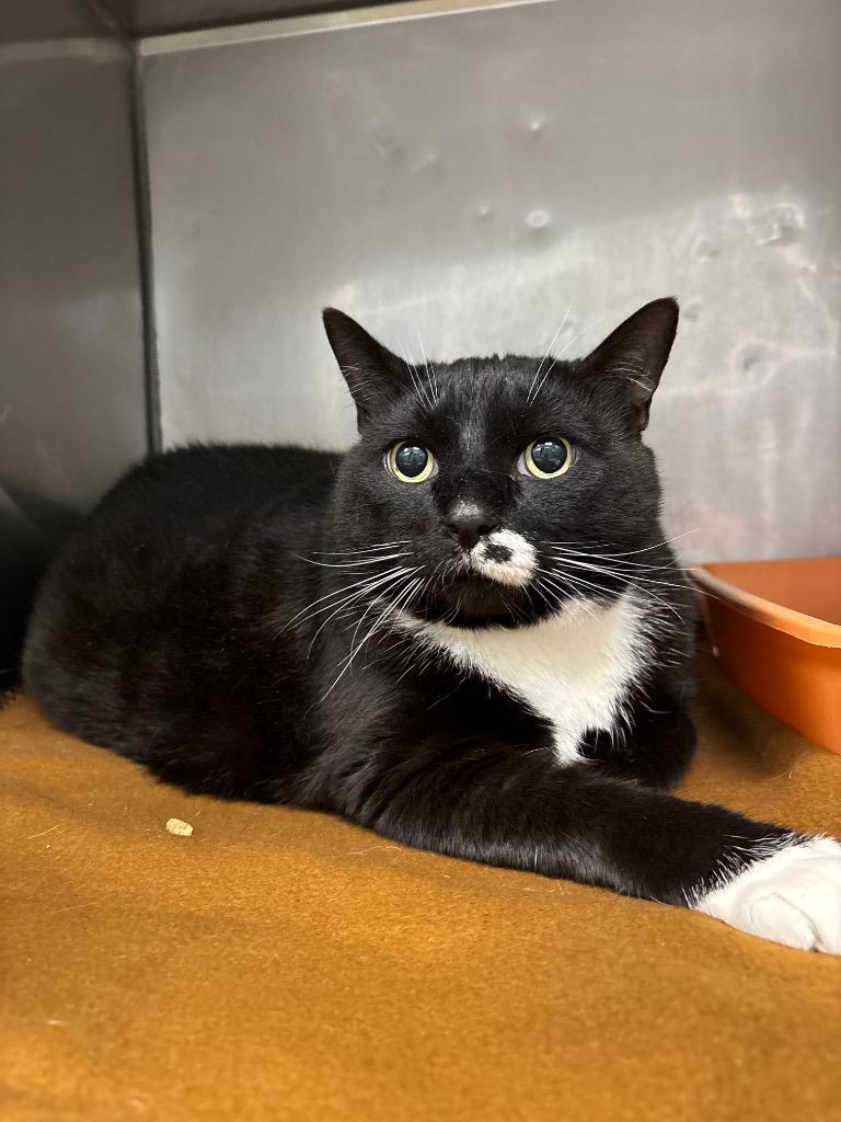 Enlarge Trouble, a ADOPTABLE Domestic Short Hair in Fall River, MA image 1/1