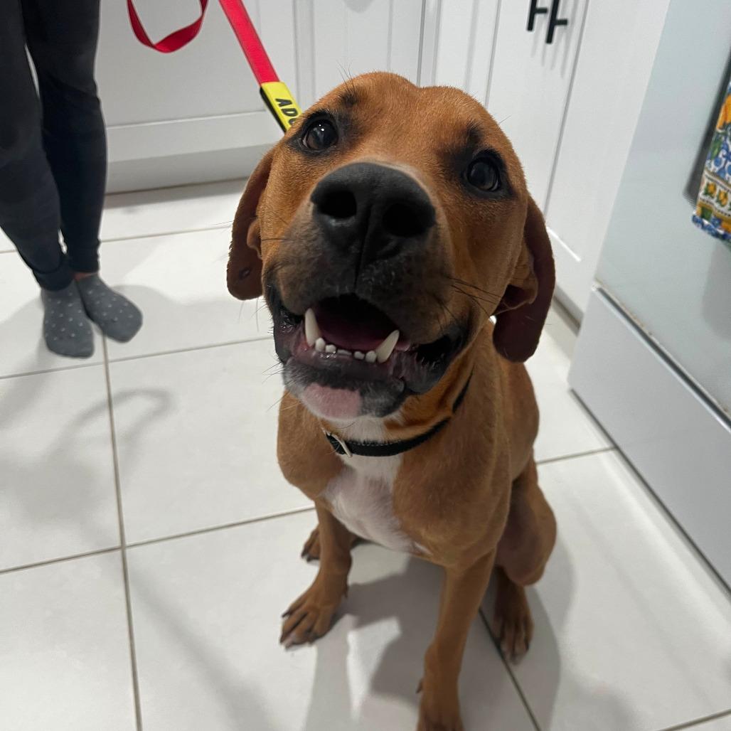 Otis, Adoptable, Young Male Mixed Breed & Mixed Breed.