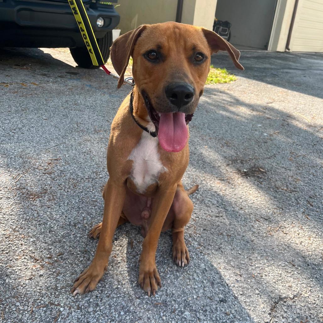 Enlarge Otis, a Adoptable mixed breed in Merritt Island, FL image 2/6