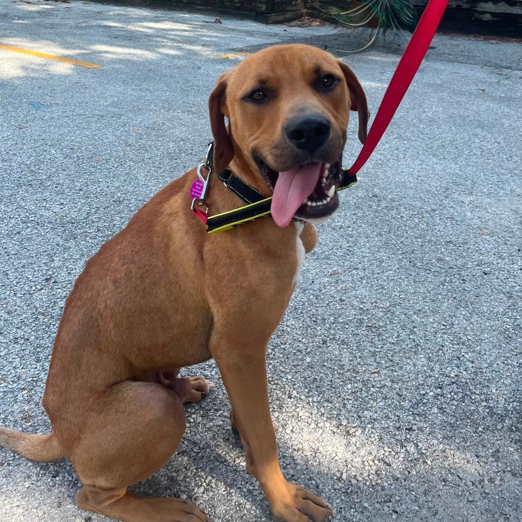 Enlarge Otis, a Adoptable mixed breed in Merritt Island, FL image 3/6