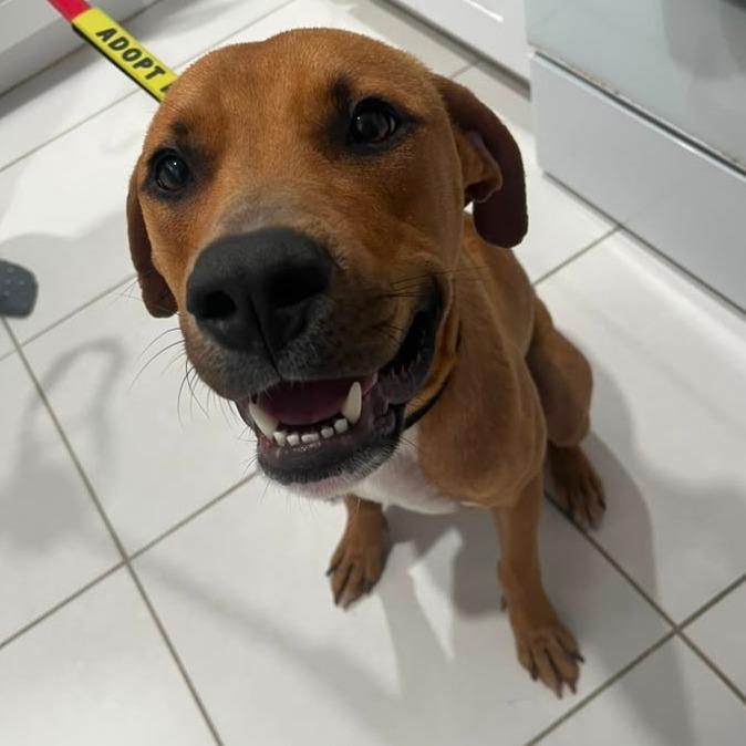 Enlarge Otis, a Adoptable mixed breed in Merritt Island, FL image 4/6