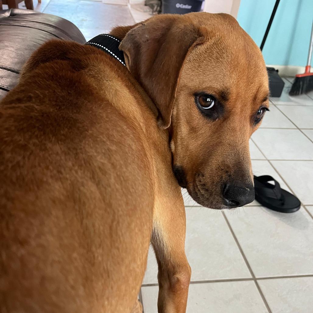 Enlarge Otis, a Adoptable mixed breed in Merritt Island, FL image 5/6
