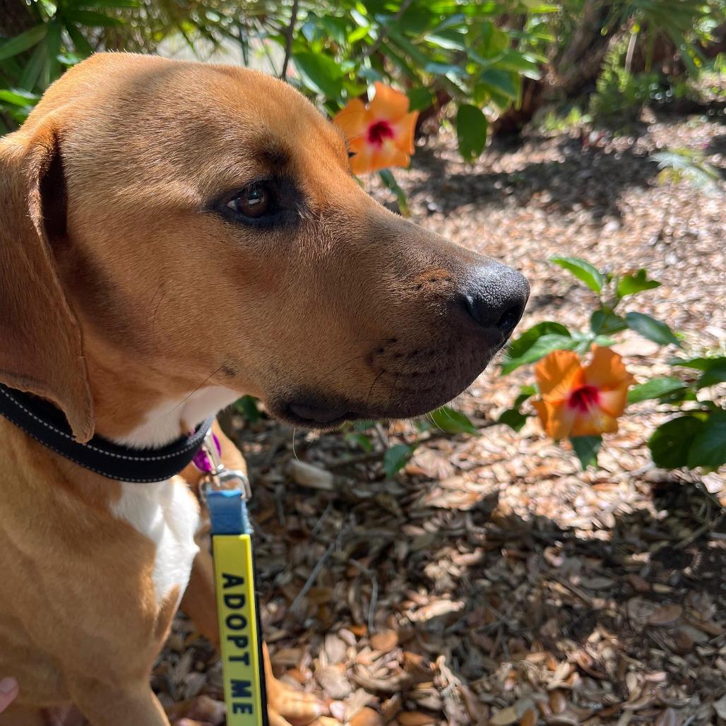 Enlarge Otis, a Adoptable mixed breed in Merritt Island, FL image 6/6