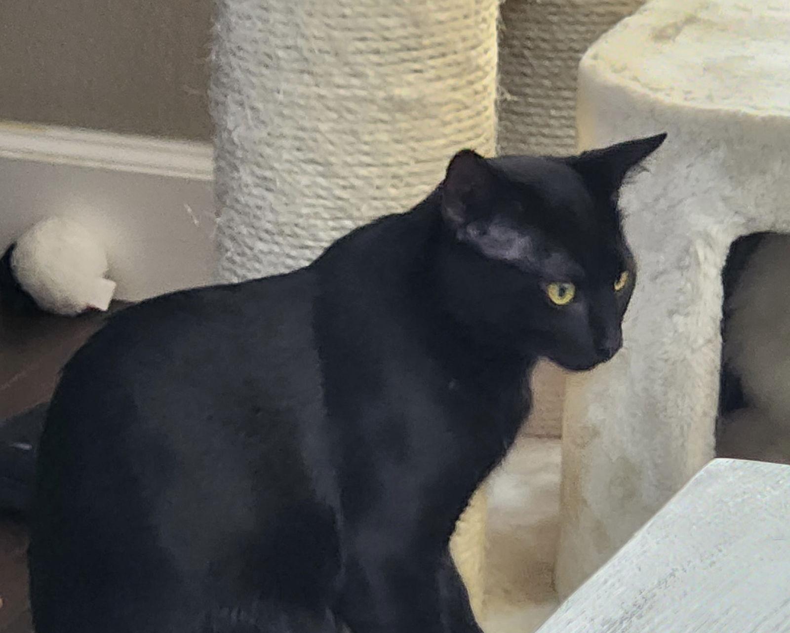 Enlarge Shadow, a Adoptable Domestic Medium Hair in Oviedo, FL image 3/3