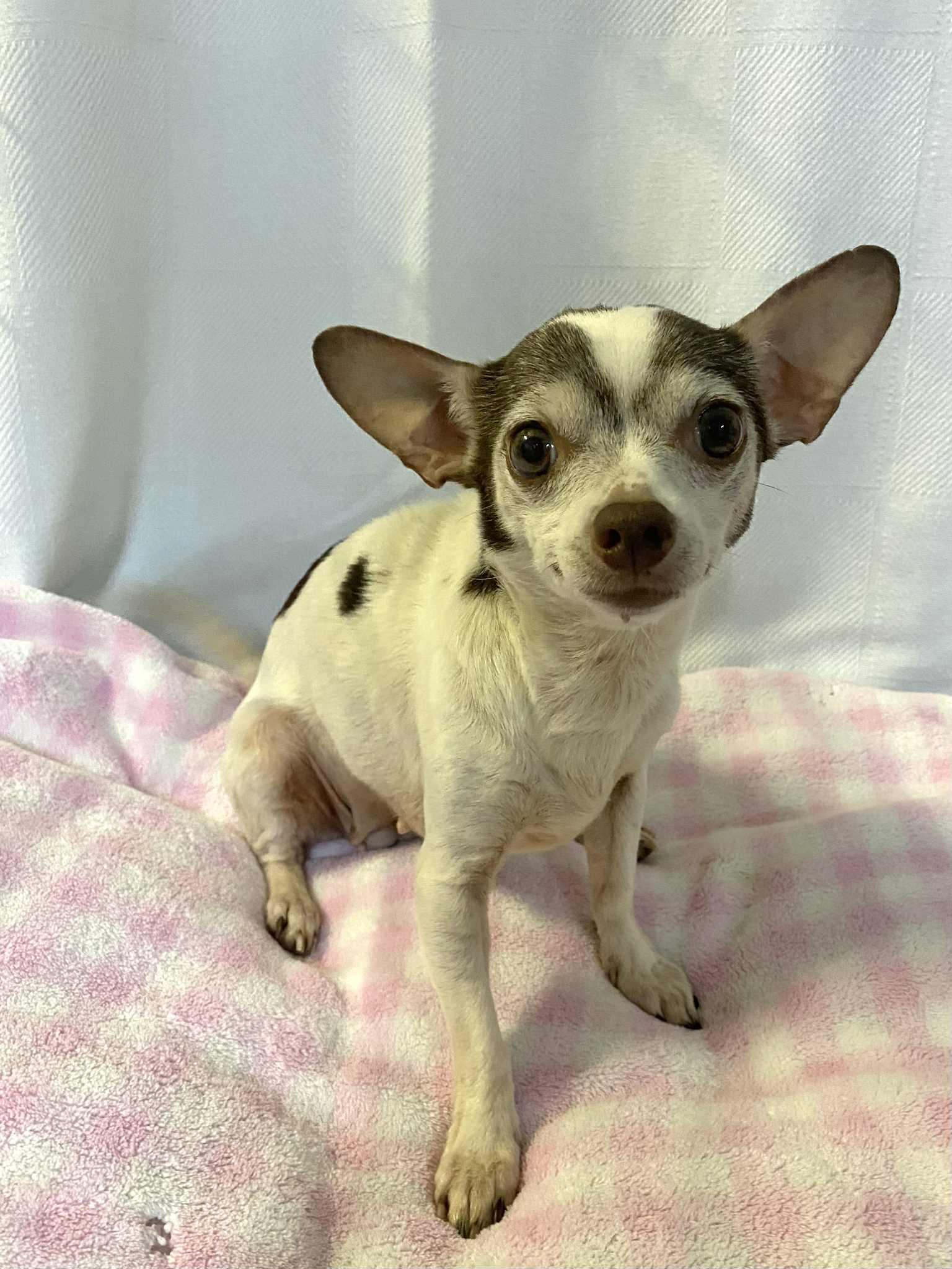 DIAMOND, Adoptable, Adult Female Chihuahua.