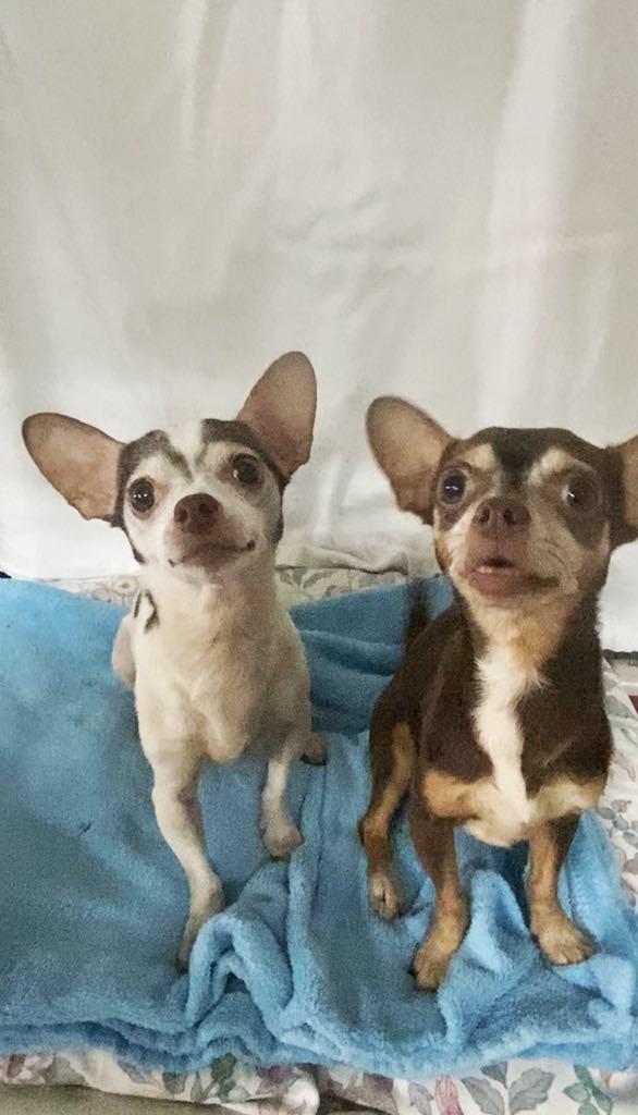 Enlarge DIAMOND, a Adoptable Chihuahua in Port Clinton, OH image 2/3