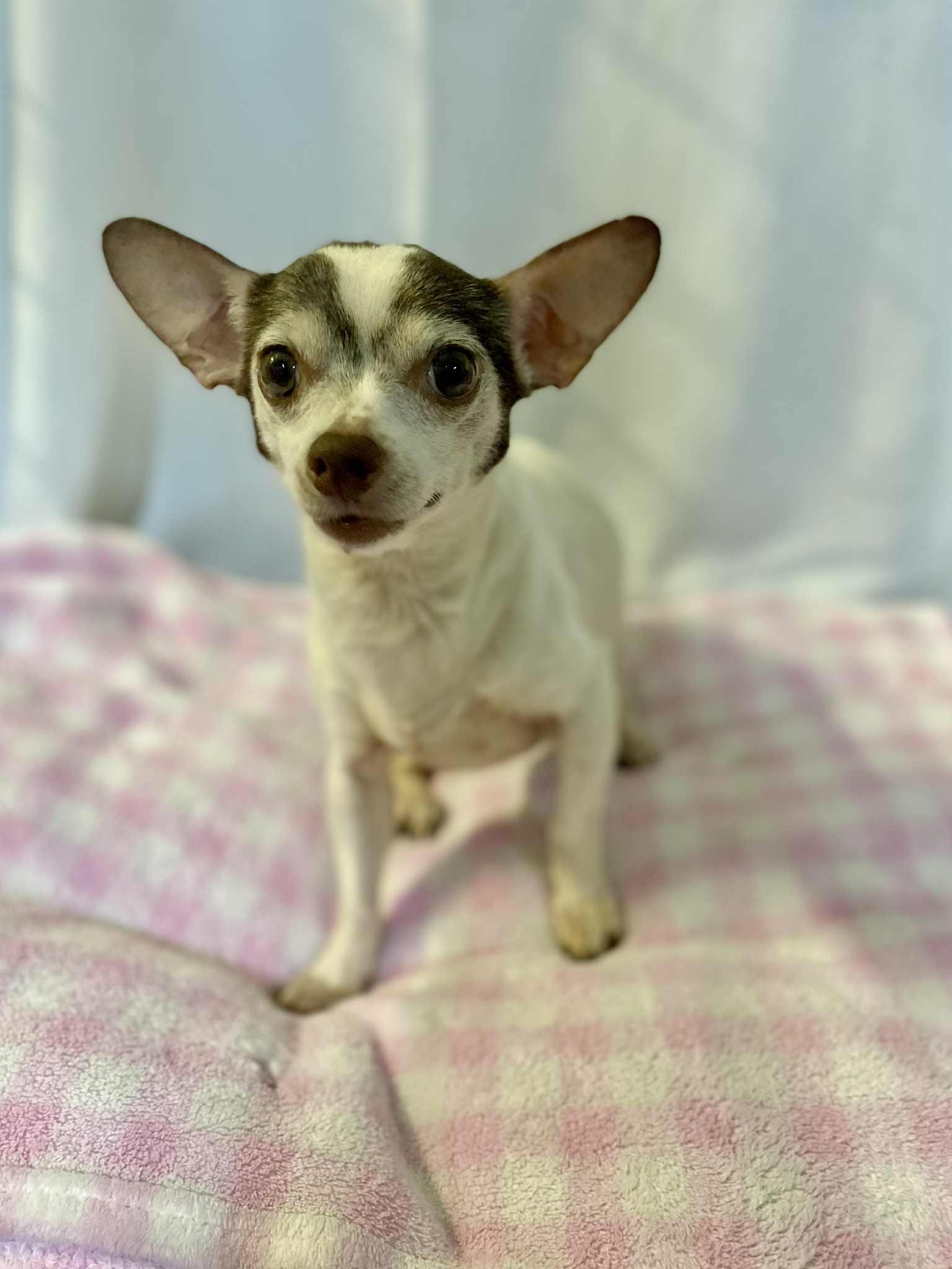Enlarge DIAMOND, a Adoptable Chihuahua in Port Clinton, OH image 3/3