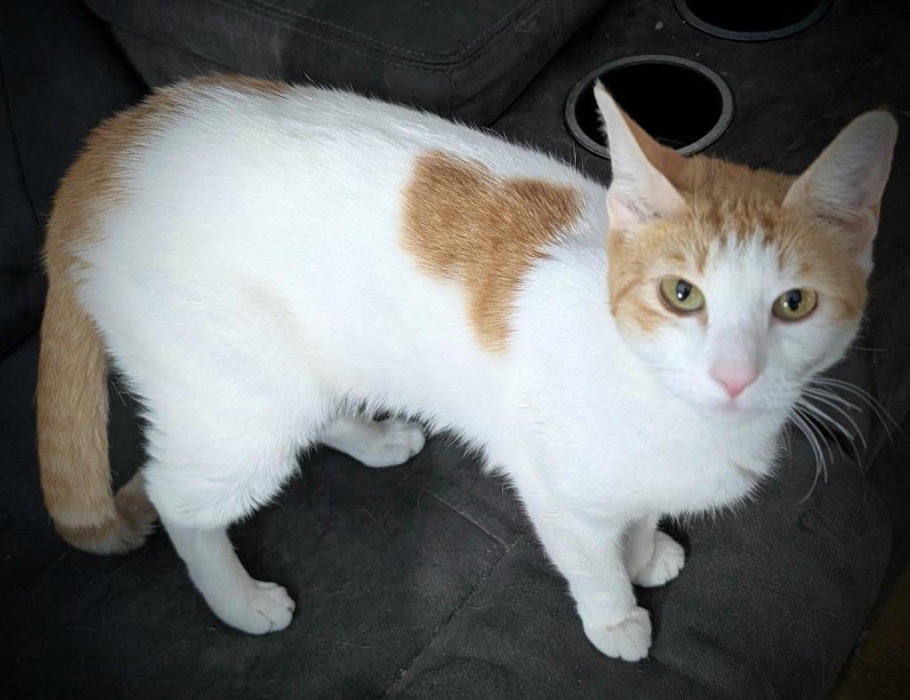 Enlarge SWEET CAROLINE, a Adoptable mixed breed in Grovetown, GA image 1/1