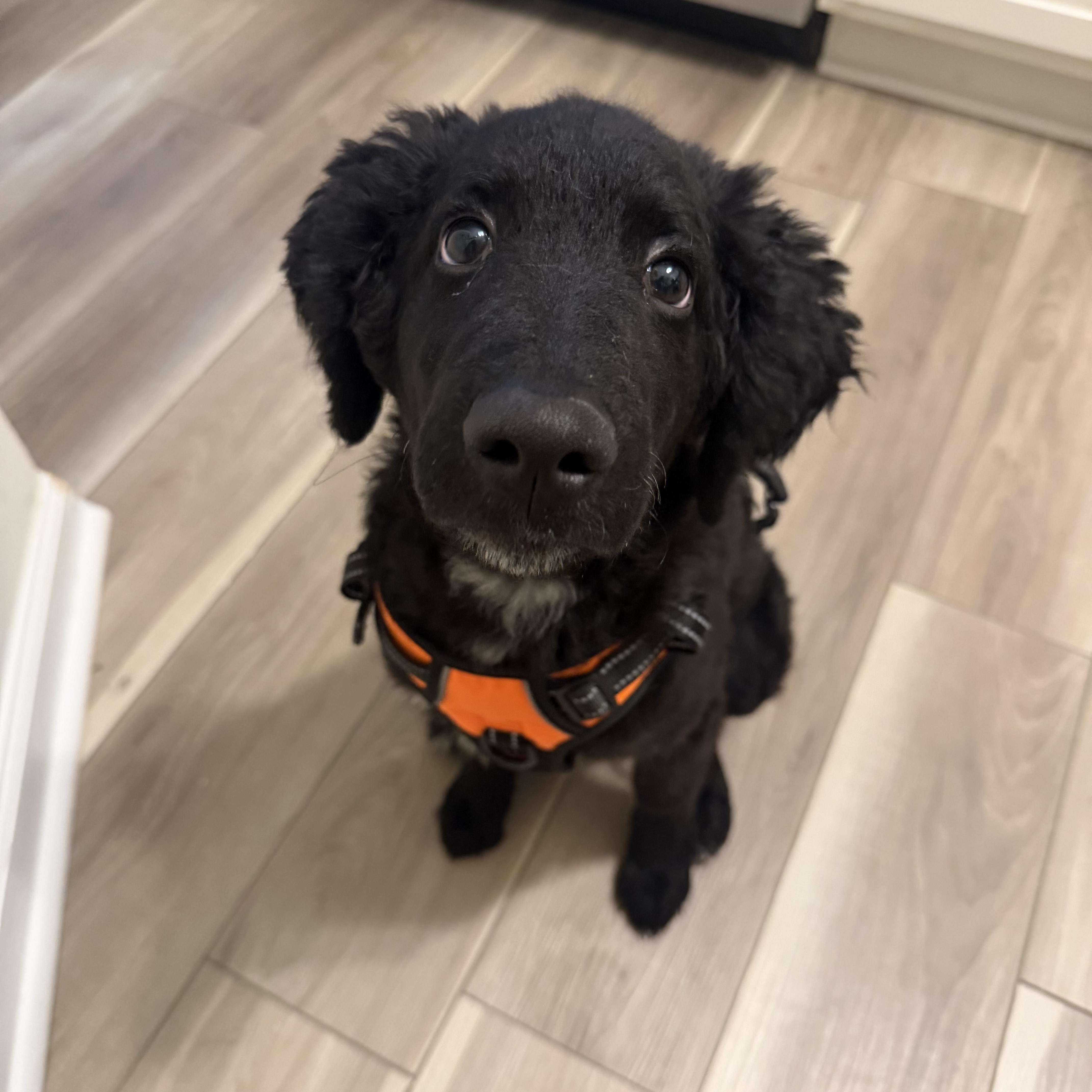 Jax, Adoptable, Puppy Male Standard Poodle & Black Labrador Retriever.