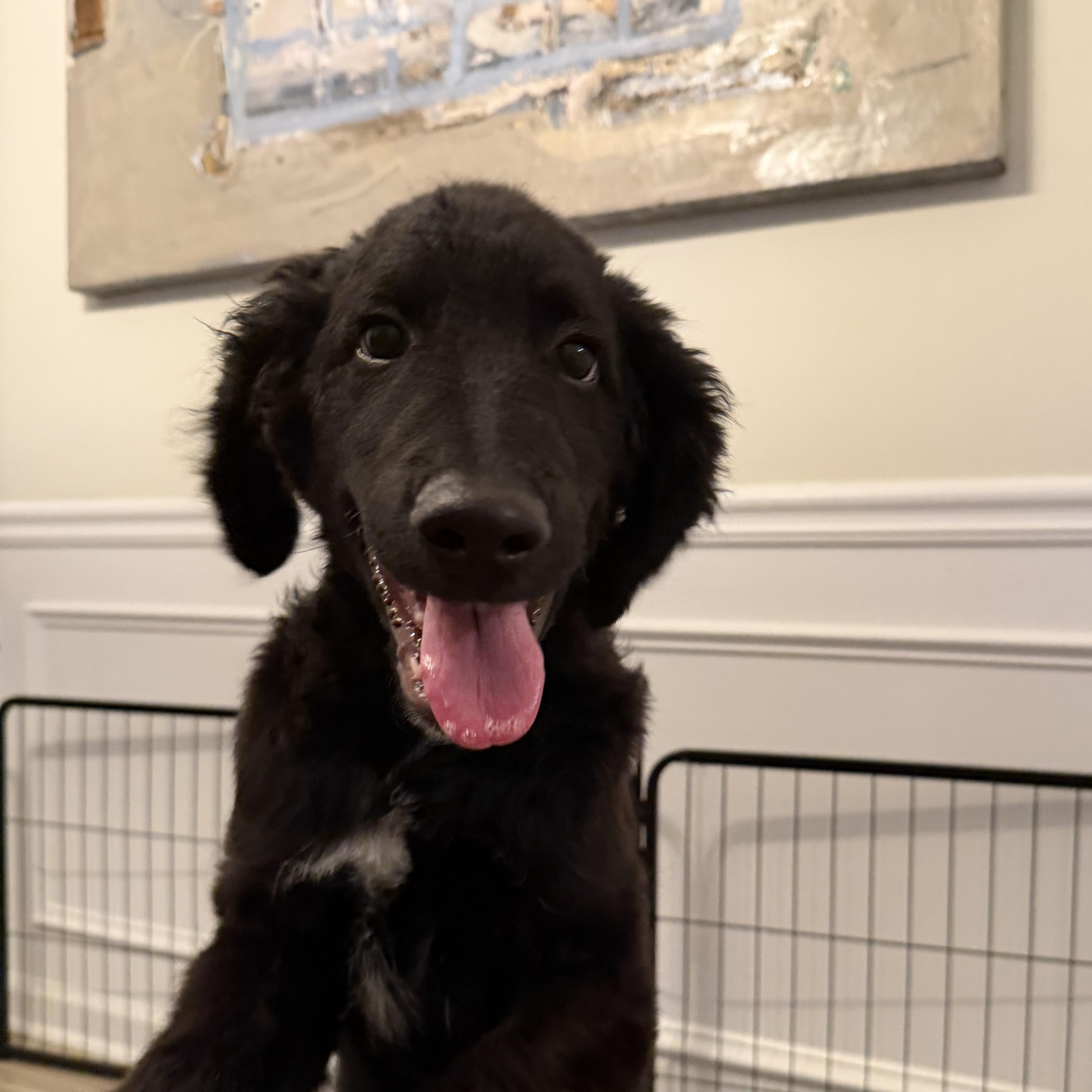 Enlarge Jax, a Adoptable mixed breed in atlanta, GA image 4/5