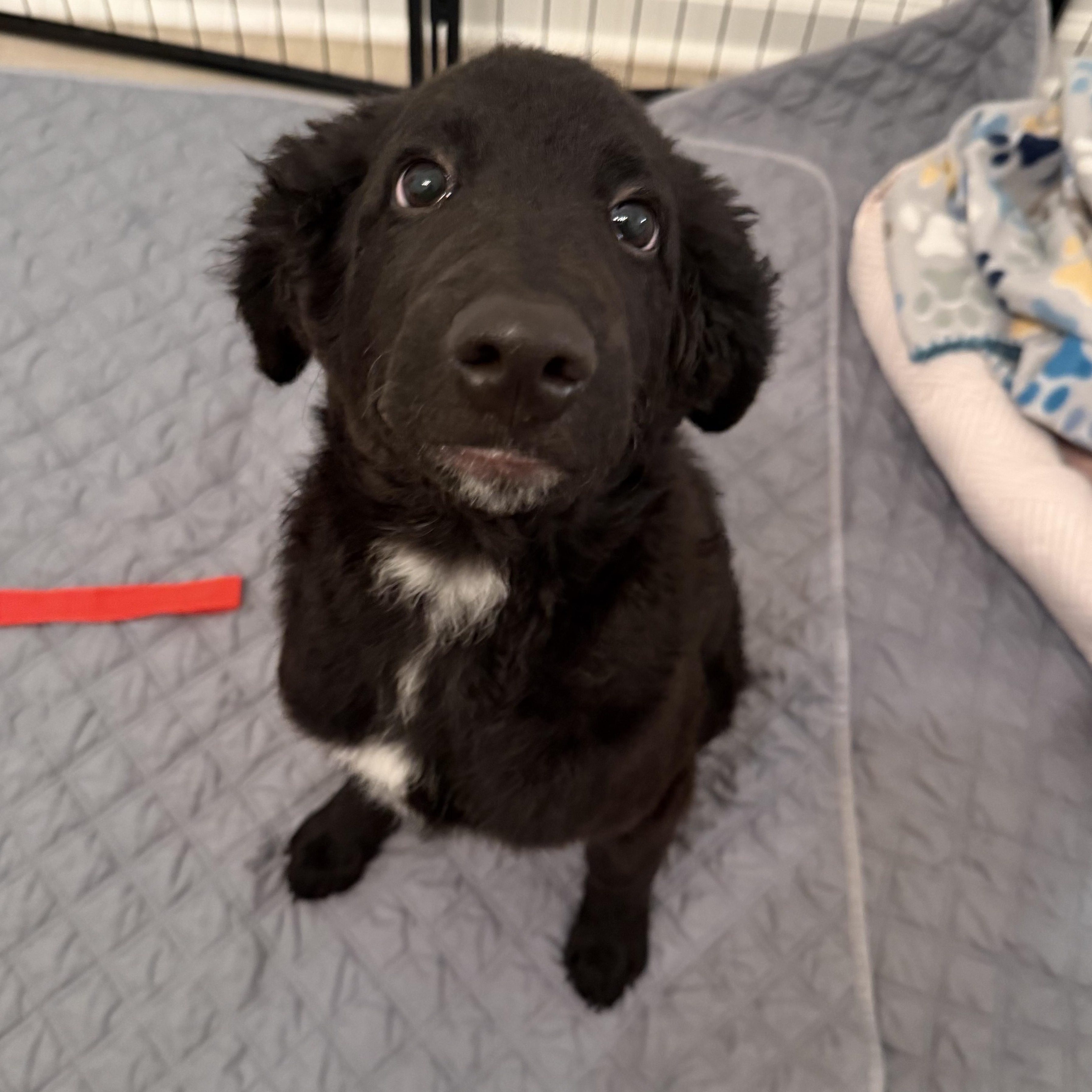 Enlarge Jax, a Adoptable mixed breed in atlanta, GA image 2/5