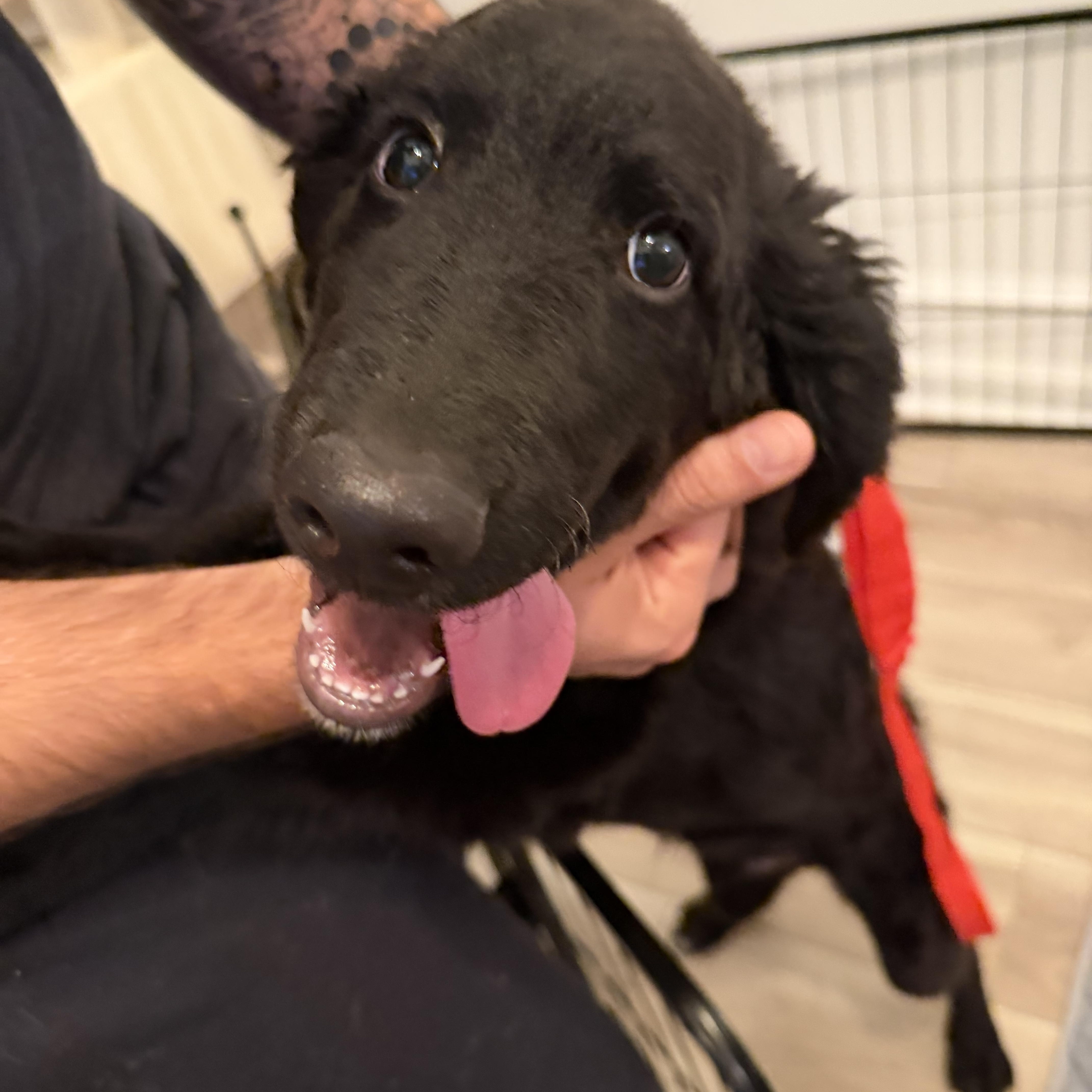 Enlarge Jax, a Adoptable mixed breed in atlanta, GA image 5/5
