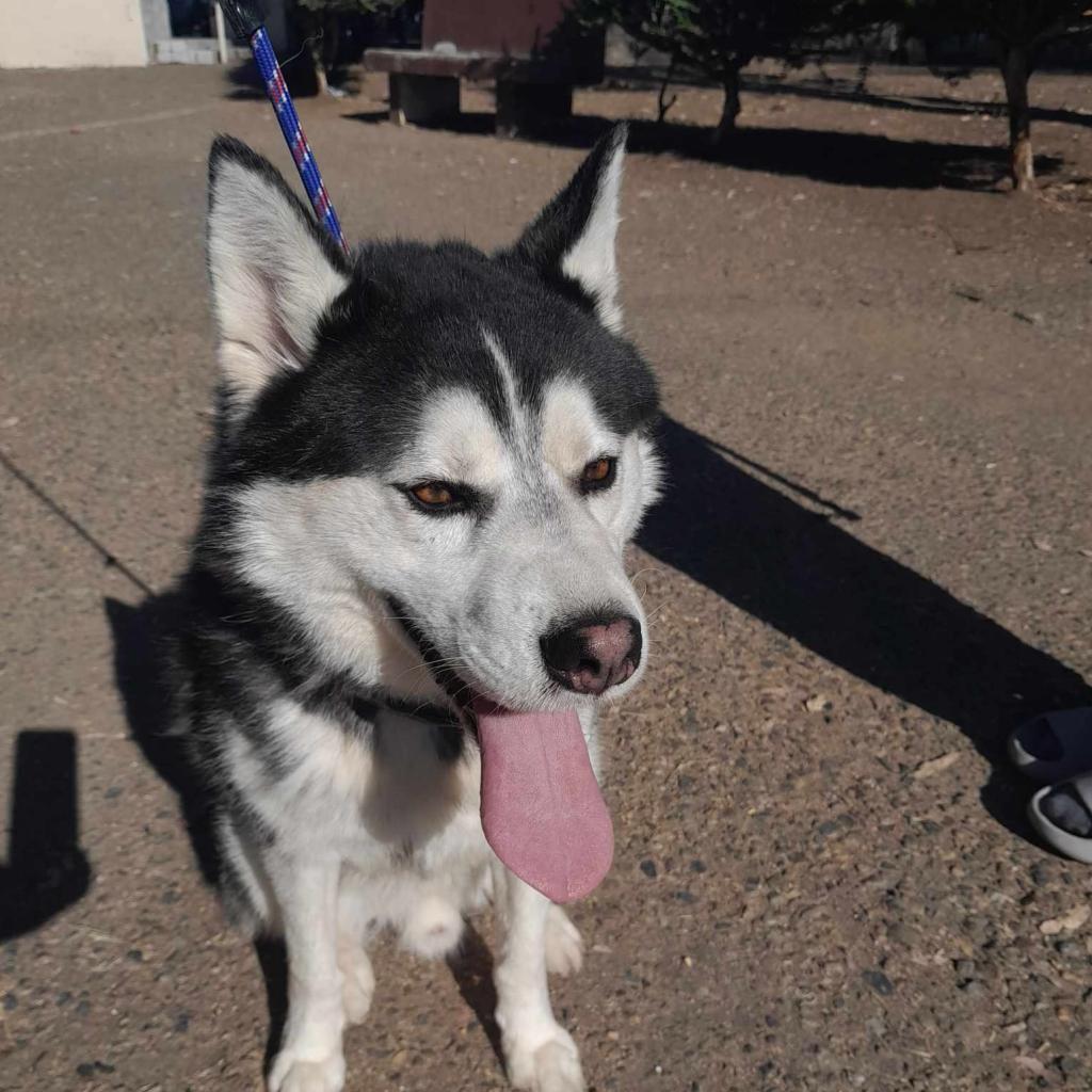 Scooby Husk, a Adoptable mixed breed in San Diego, CA image 1/2