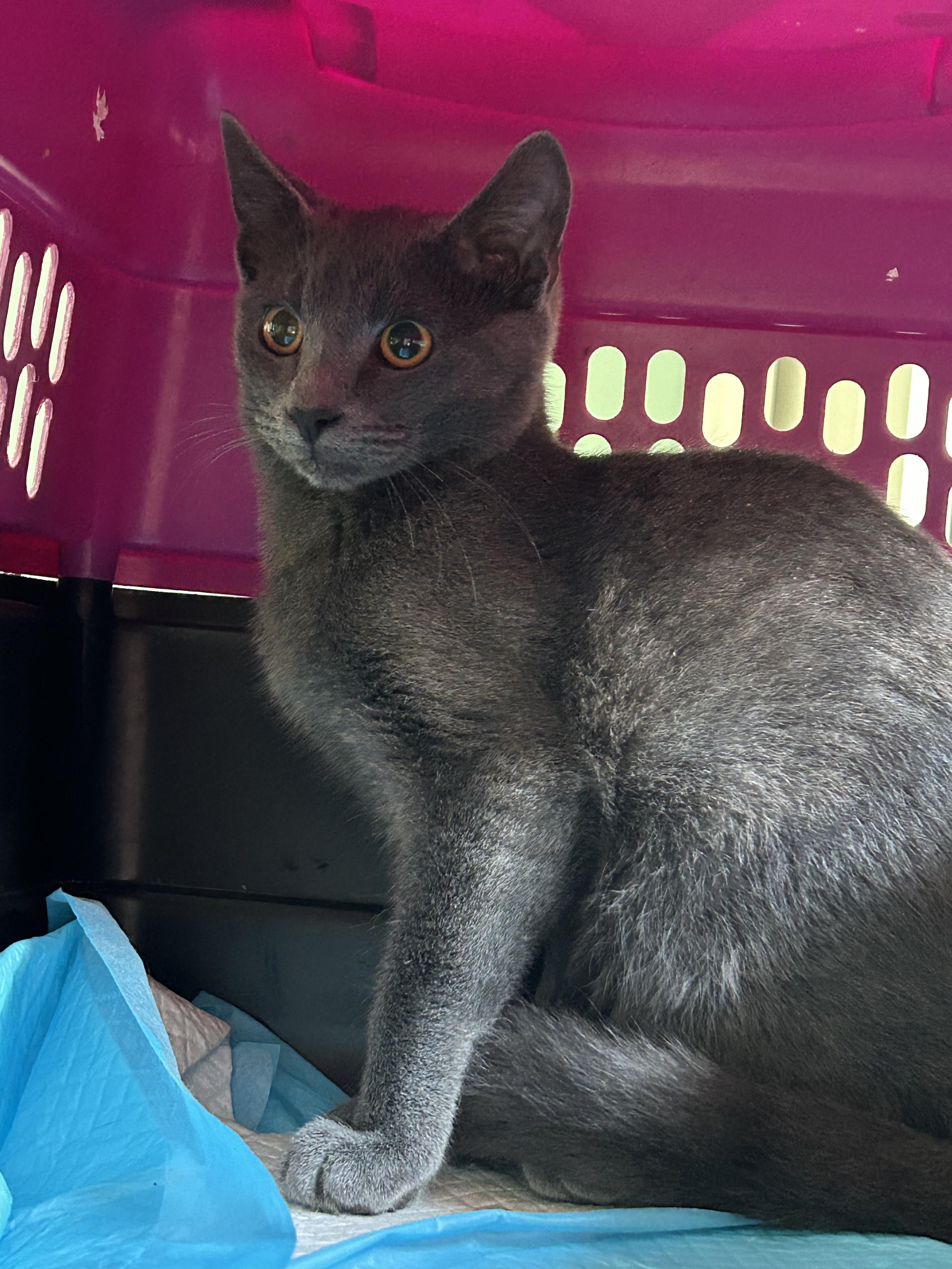 Enlarge Tony, a Adoptable mixed breed in Boothbay, ME image 2/2