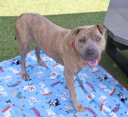 Freya, Adoptable, Adult Female Mixed Breed.