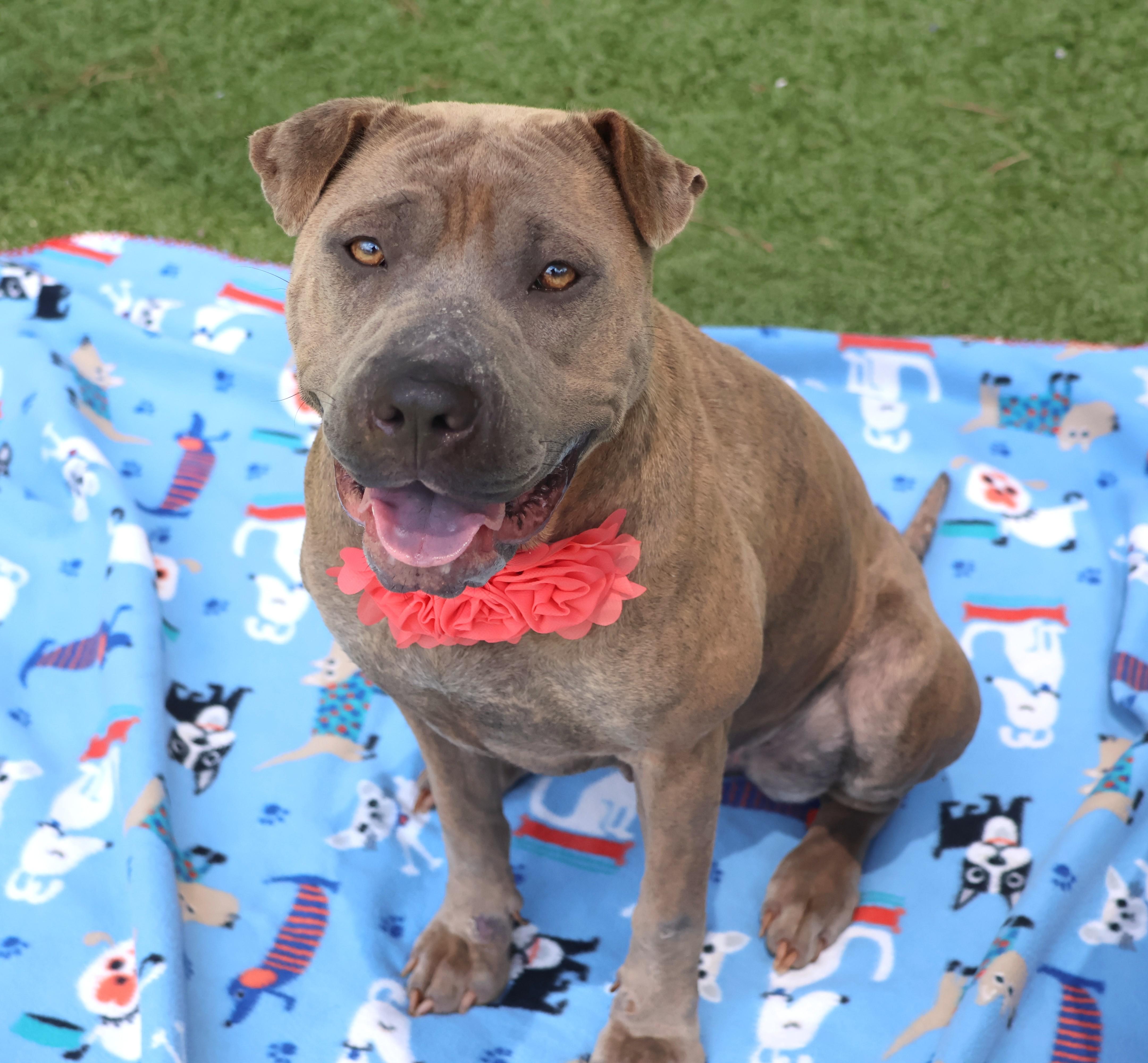 Freya, a Adoptable Mixed Breed in Athens, GA image 2/3