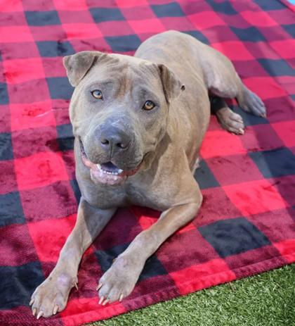 Freya, a Adoptable Mixed Breed in Athens, GA image 3/3