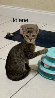 Enlarge Jolene, a Adoptable Tabby in Oakland Park, FL image 2/3