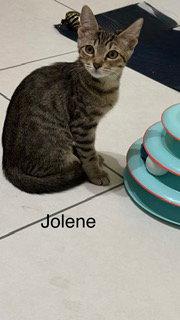 Enlarge Jolene, a Adoptable Tabby in Oakland Park, FL image 3/3