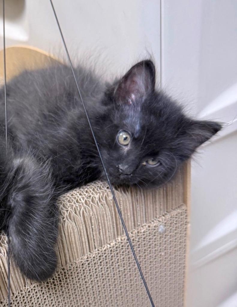 Enlarge Raven, a Adoptable mixed breed in Pratt, KS image 2/2