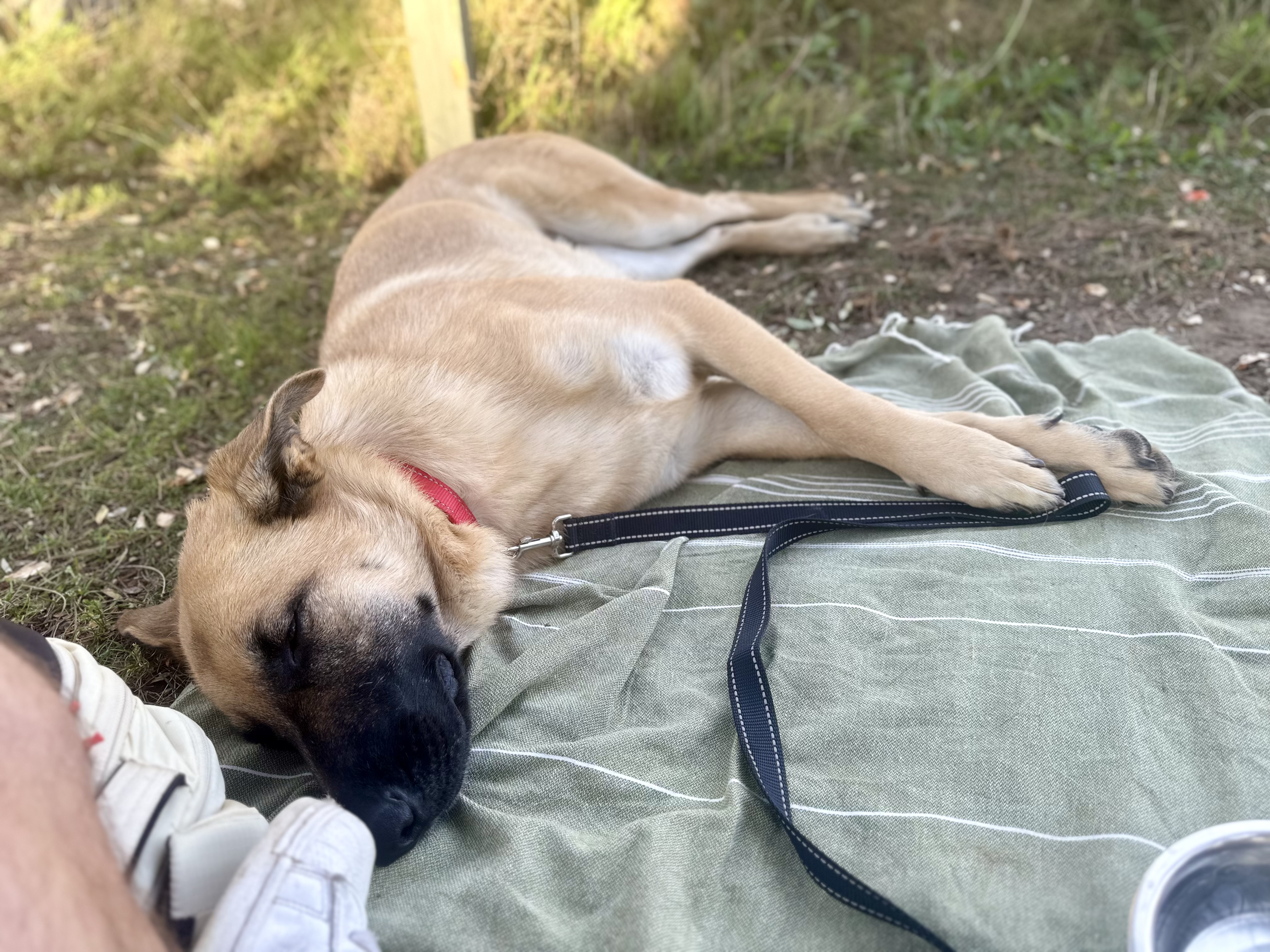 Ethel, a Adopted German Shepherd Dog in Tarzana, CA image 1/5