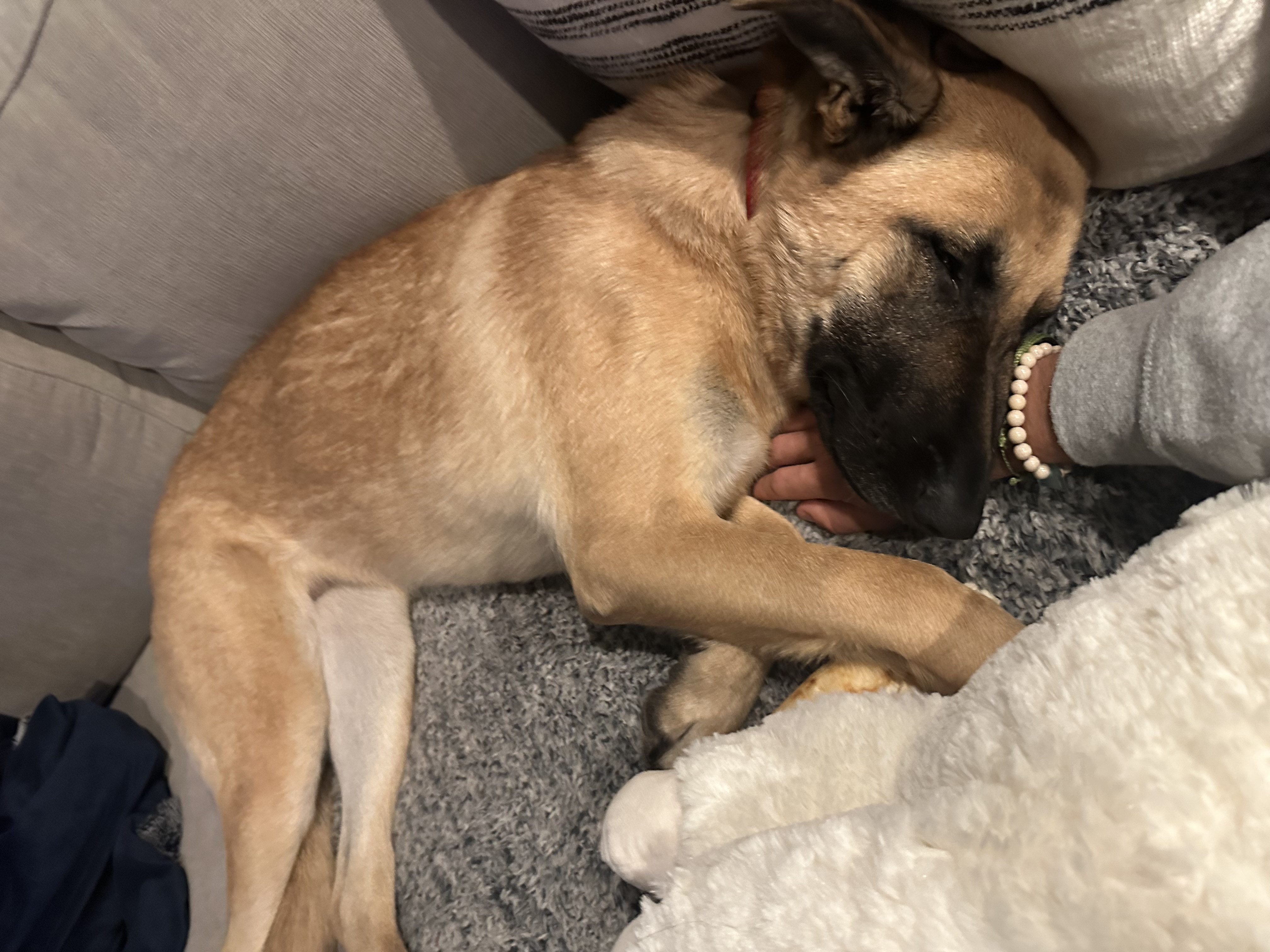 Ethel, Adopted, Adult Female German Shepherd Dog.