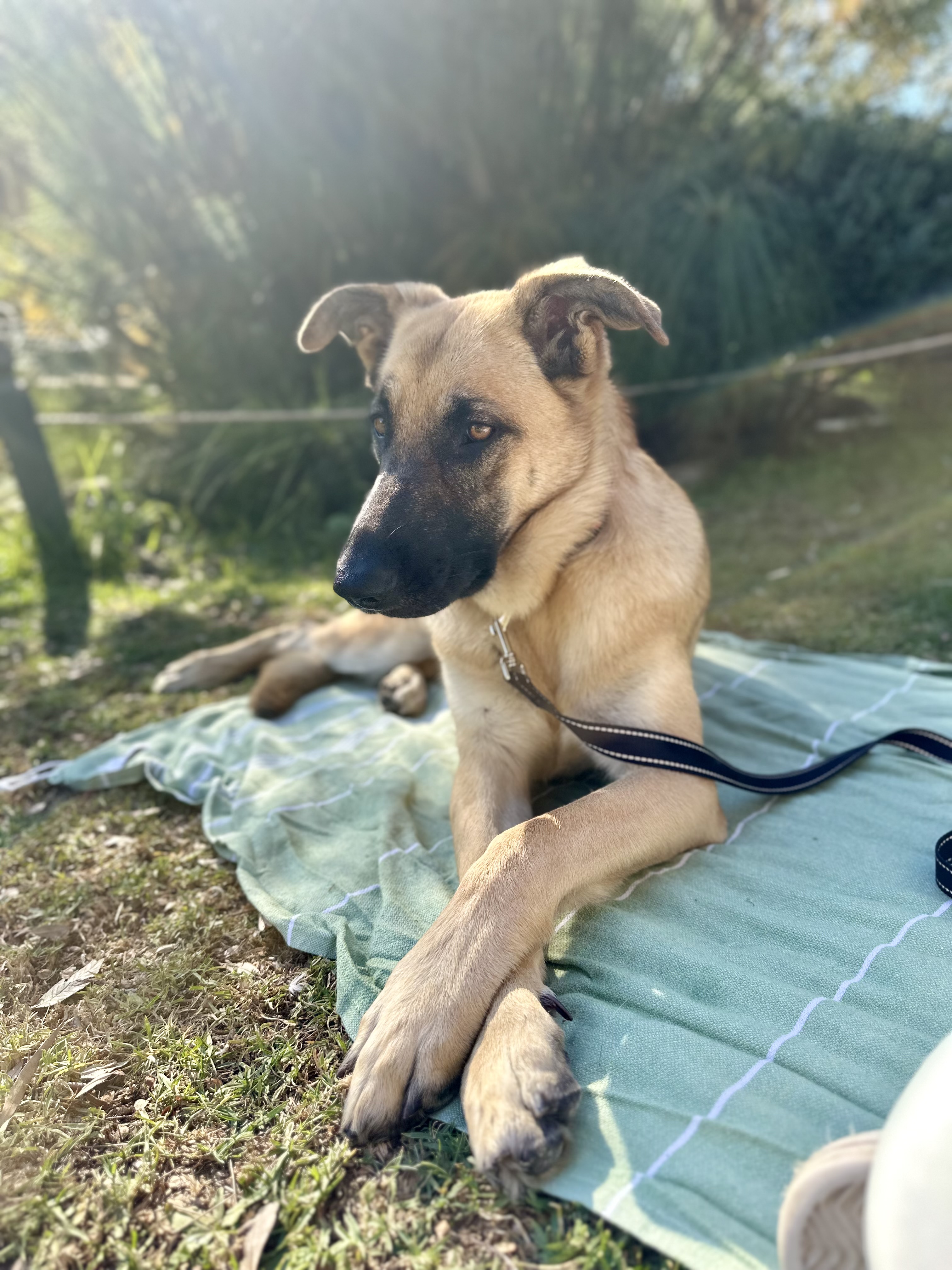 Ethel, a Adopted German Shepherd Dog in Tarzana, CA image 3/5