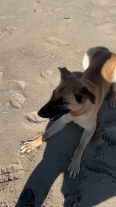 Enlarge Ethel, a Adopted German Shepherd Dog in Tarzana, CA video 4/5