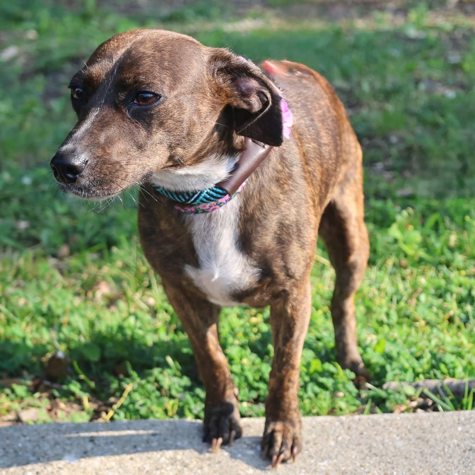 Keena, an adoptable mixed breed in Palatine, IL image 3/6