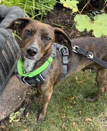 Keena, adoptable, Adult Female Dachshund & Mixed Breed.