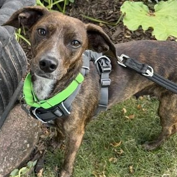 Keena, an adoptable mixed breed in Palatine, IL image 1/6
