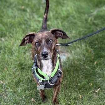 Keena, an adoptable mixed breed in Palatine, IL image 2/6