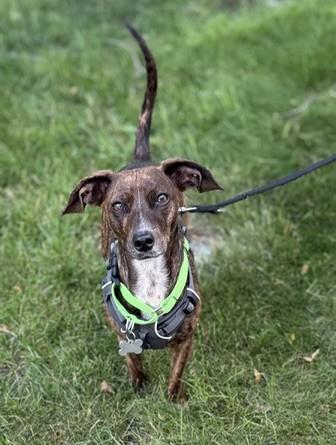 Keena, an adoptable mixed breed in Palatine, IL image 5/6