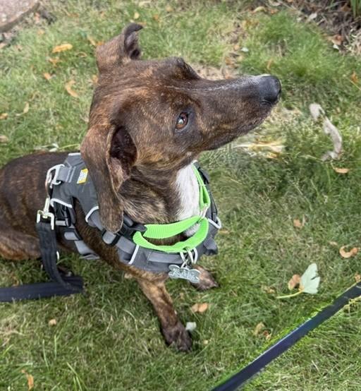 Keena, an adoptable mixed breed in Palatine, IL image 2/6