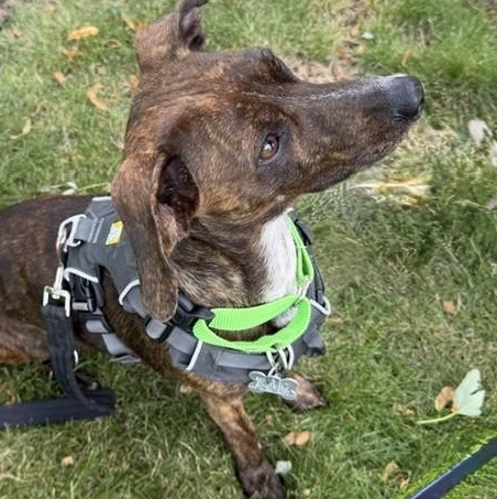 Keena, an adoptable mixed breed in Palatine, IL image 3/6