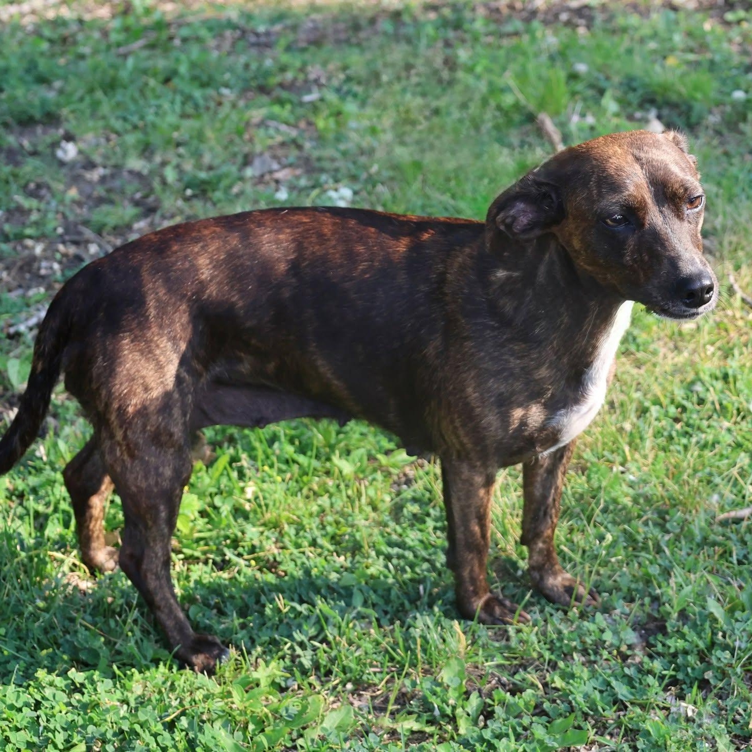 Keena, an adoptable mixed breed in Palatine, IL image 6/6