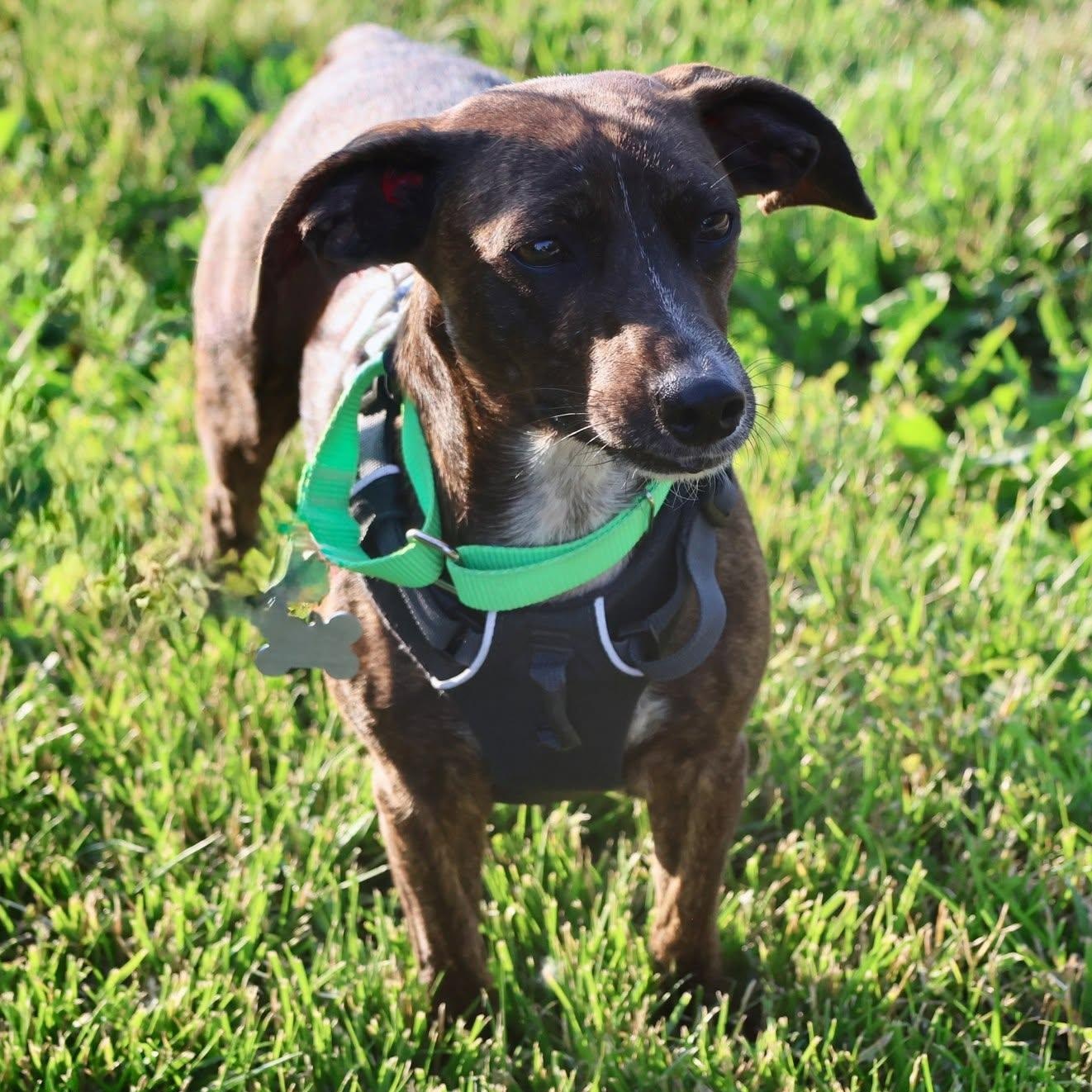 Keena, an adoptable mixed breed in Palatine, IL image 4/6