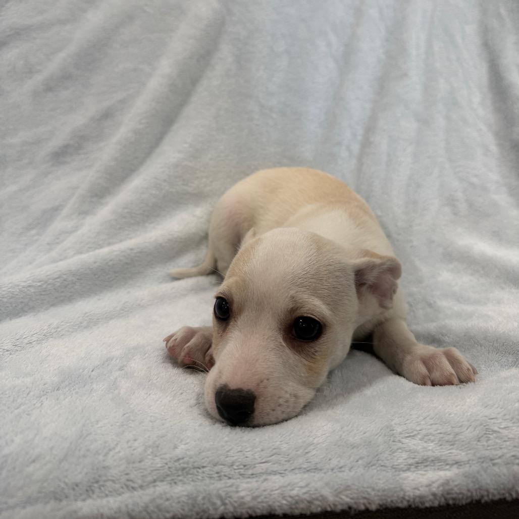 Sirloin, Adoptable, Puppy Male Chihuahua & Mixed Breed.