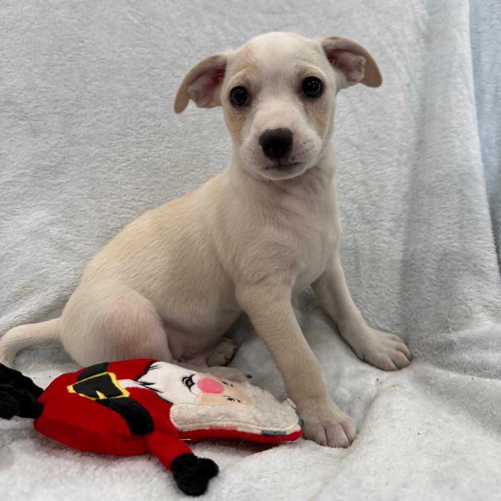 Sirloin, a Adoptable mixed breed in Phoenix, AZ image 2/4