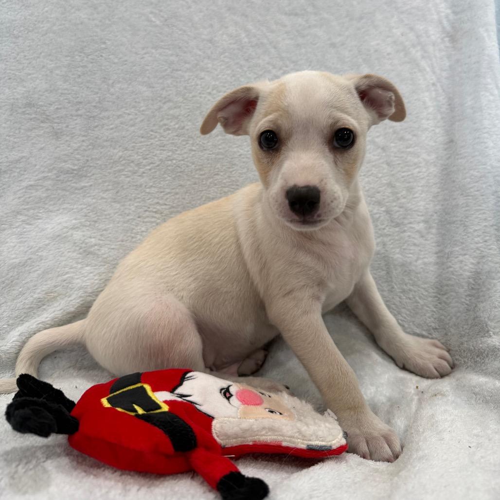 Sirloin, a Adoptable mixed breed in Phoenix, AZ image 3/4