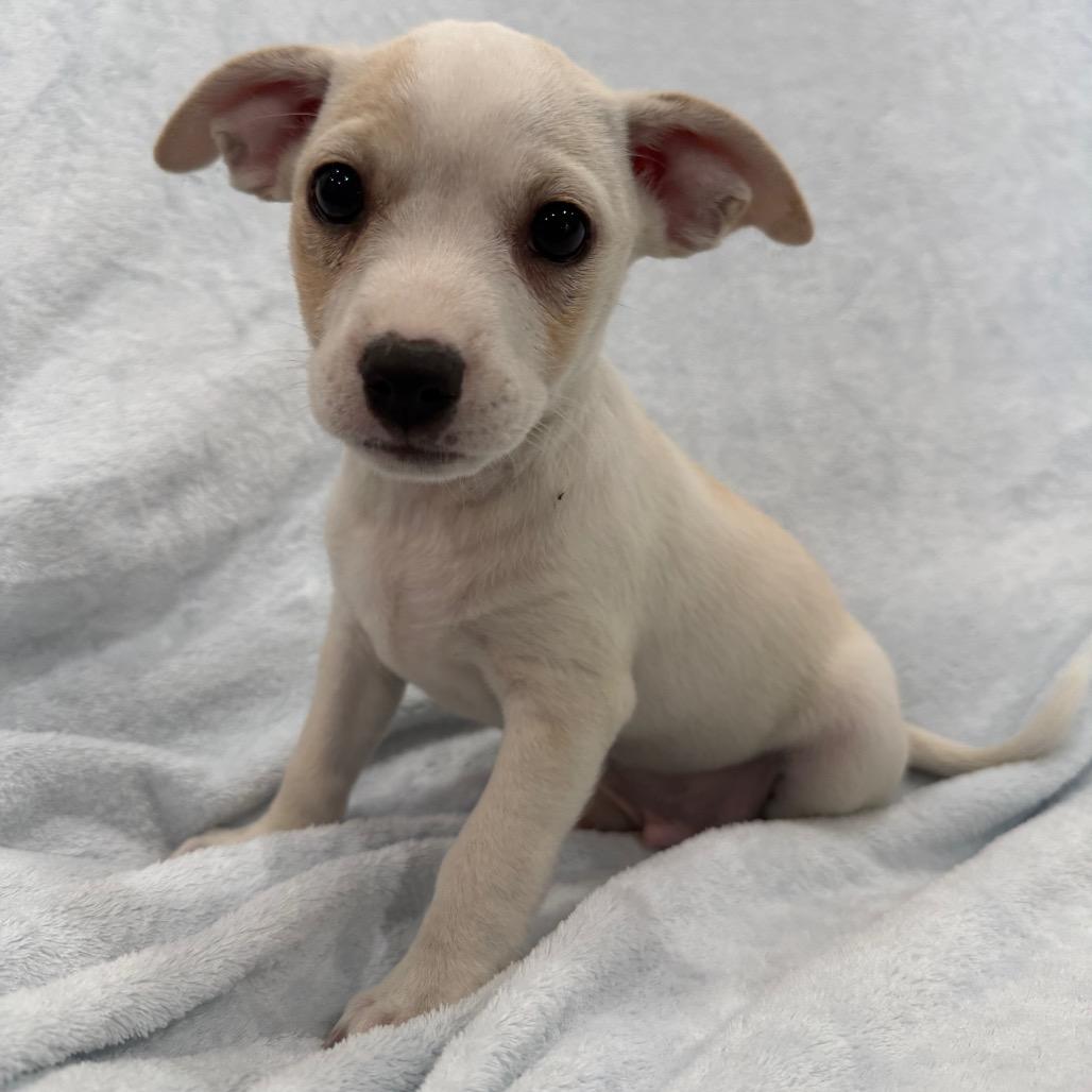 Sirloin, a Adoptable mixed breed in Phoenix, AZ image 4/4