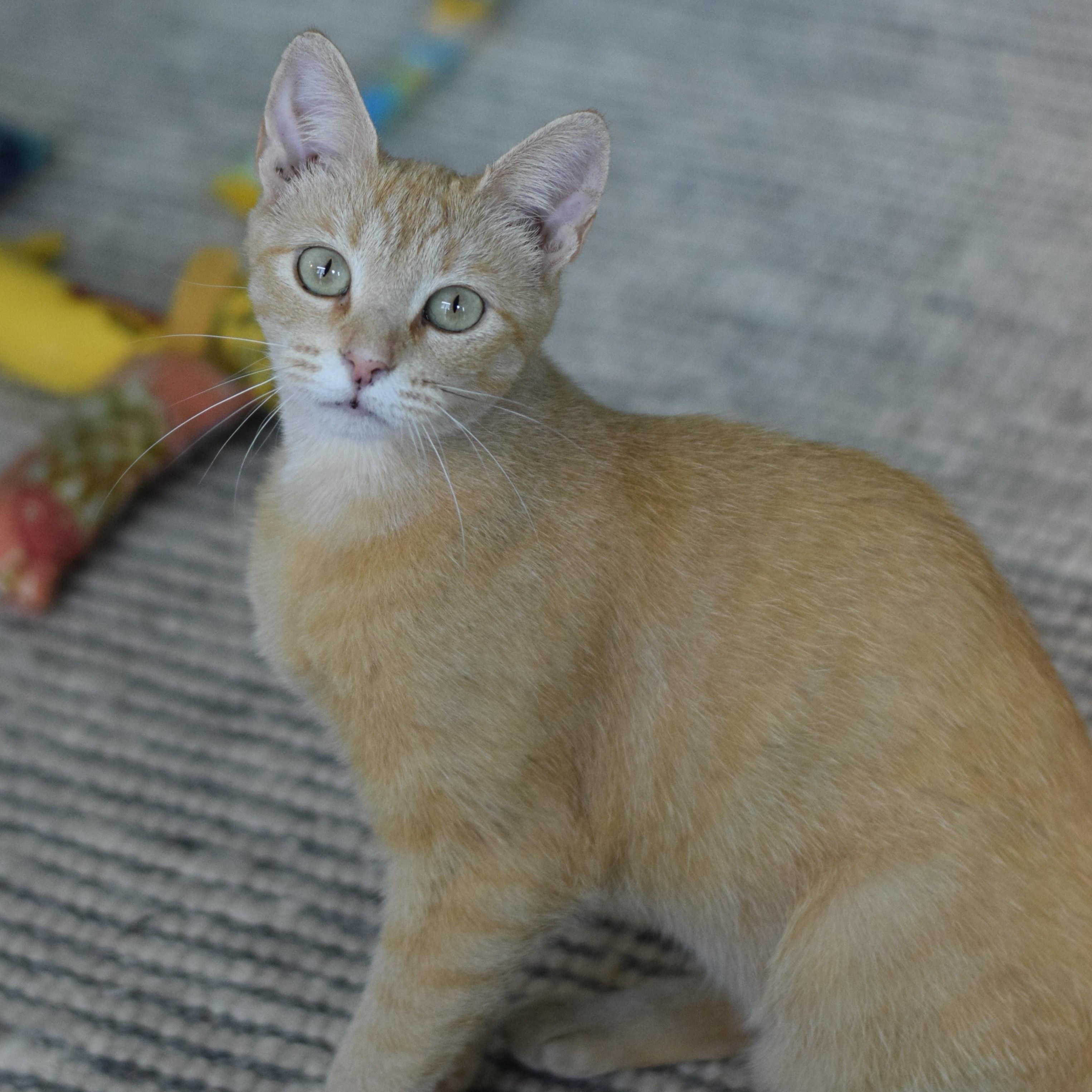 Ari, a Adoptable Domestic Short Hair in Mt Pleasant, SC image 4/6