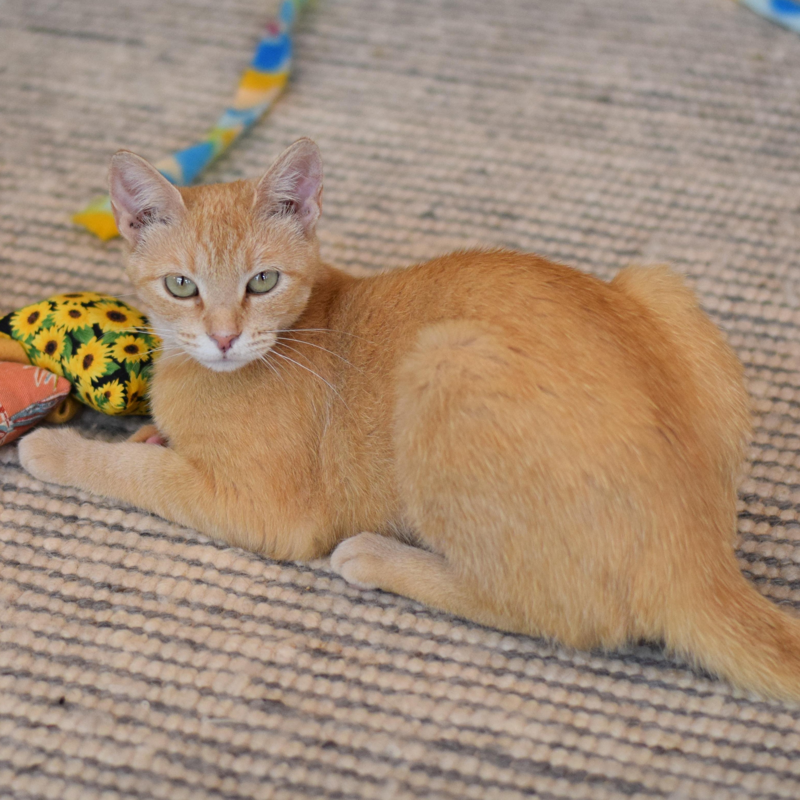 Ari, a Adoptable Domestic Short Hair in Mt Pleasant, SC image 3/6