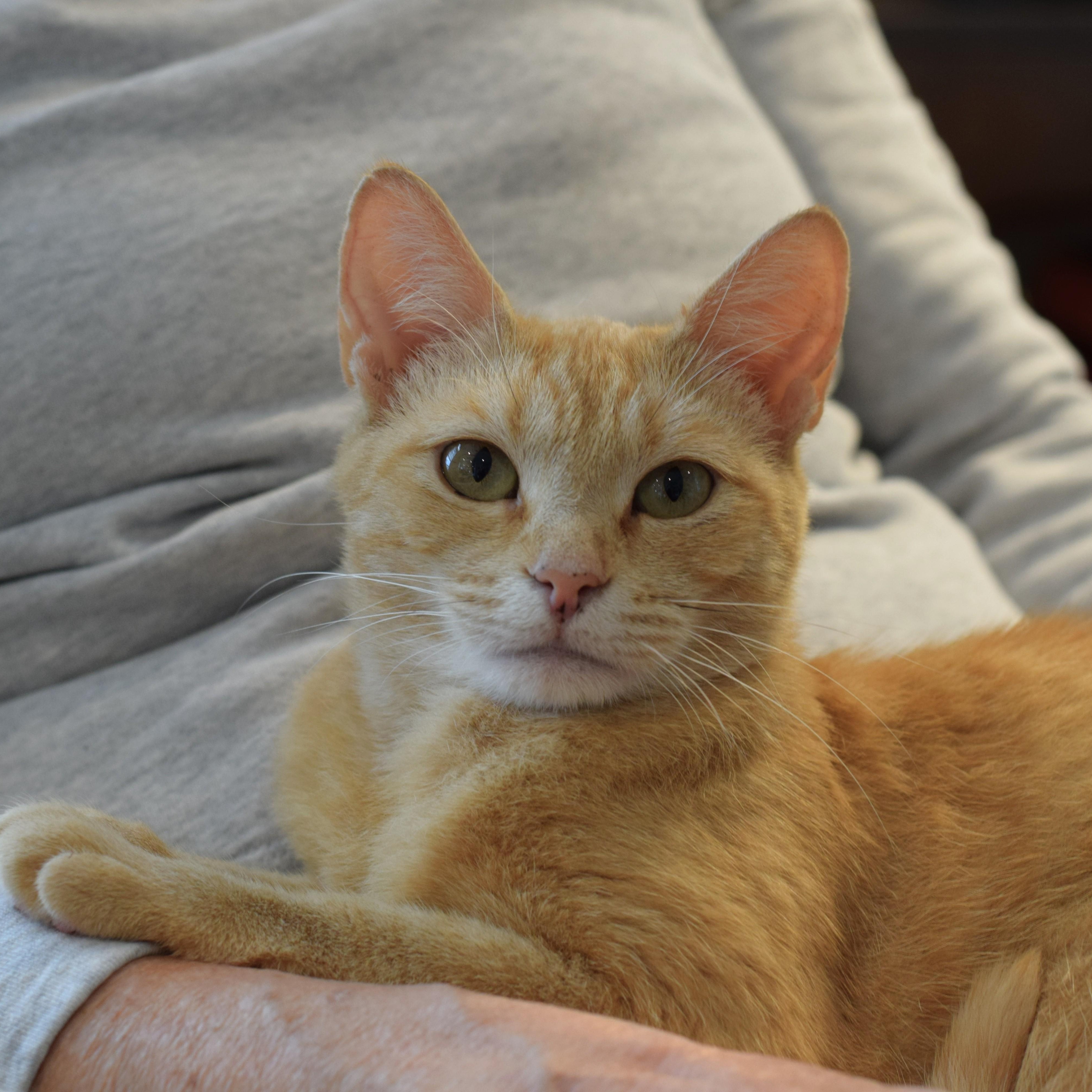 Ari, a Adoptable Domestic Short Hair in Mt Pleasant, SC image 2/6
